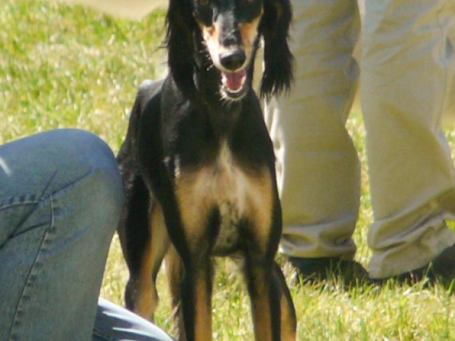 Perros Saluki en venta