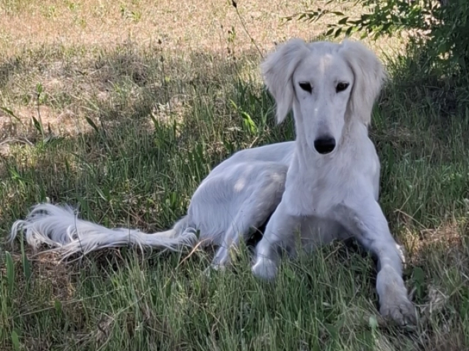 Perros Saluki en venta