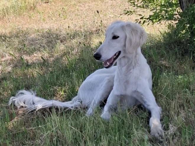 Perros Saluki en venta