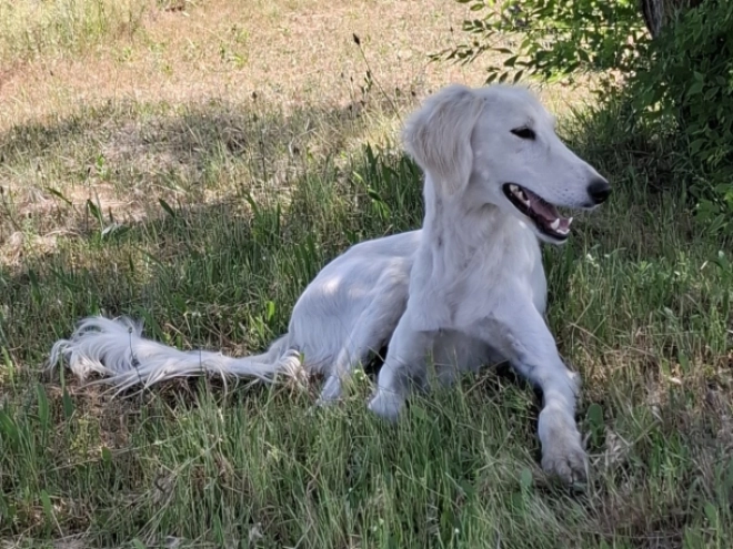 Perros Saluki en venta