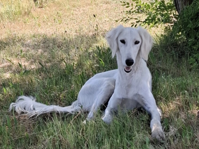 Perros Saluki en venta