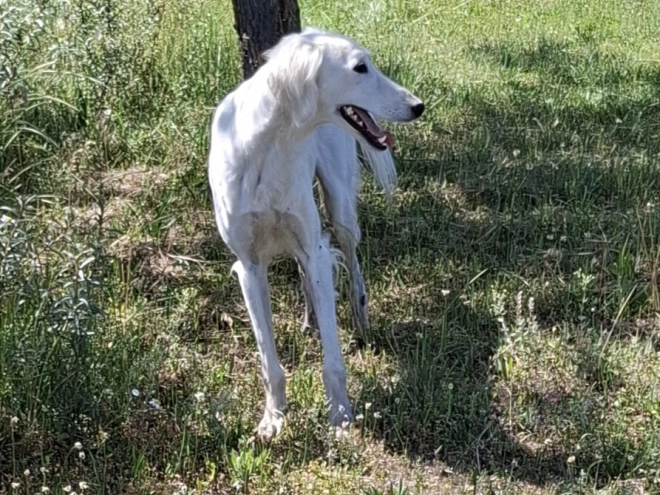 Perros Saluki en venta