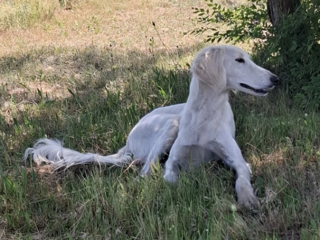 Perros Saluki en venta