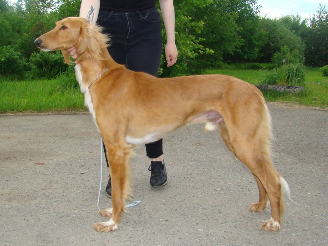 Saluki puppy for sale