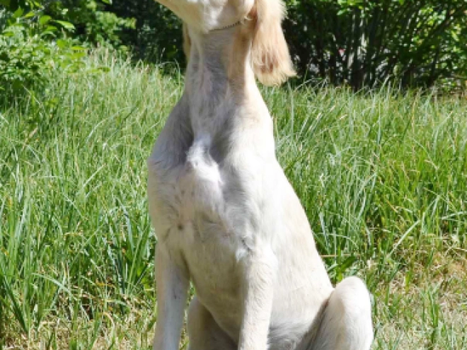 Saluki puppy for sale