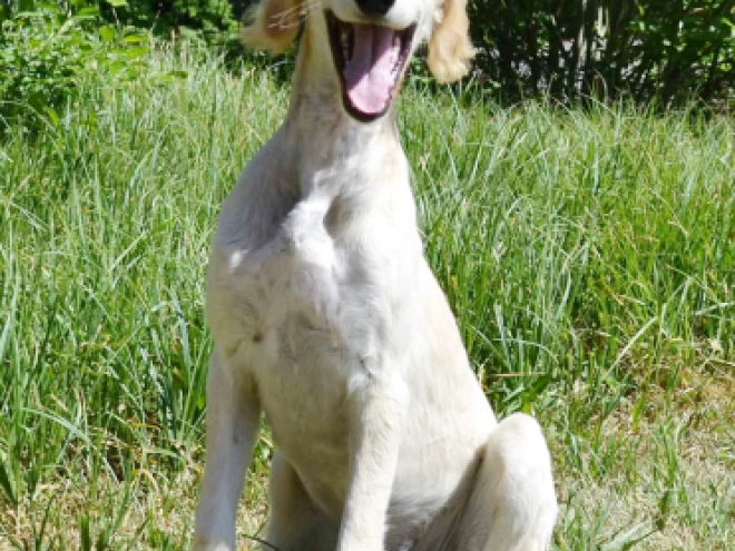 Saluki puppy for sale