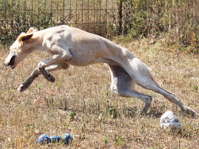 Saluki puppy for sale