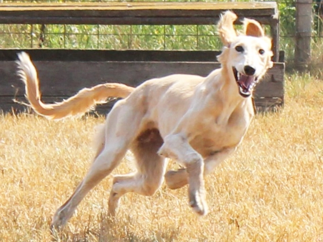Saluki puppy for sale