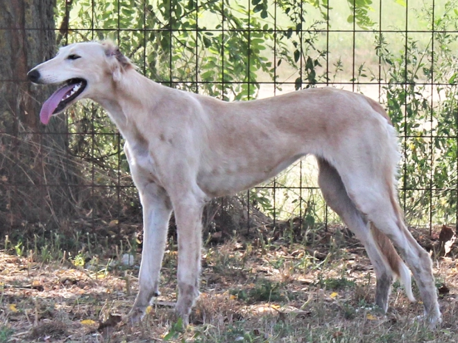 Saluki puppy for sale