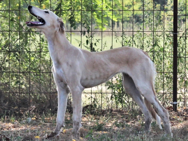 Saluki puppy for sale