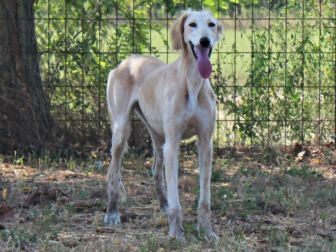 Saluki puppy for sale