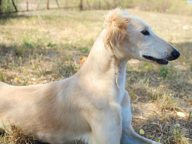 Saluki puppy for sale