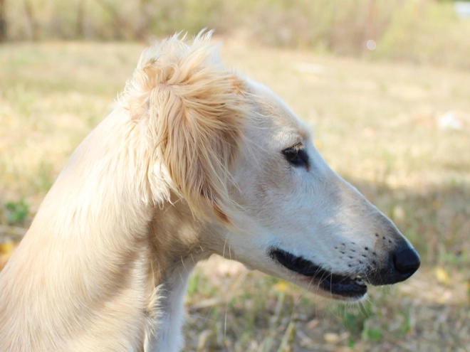 Saluki puppy for sale
