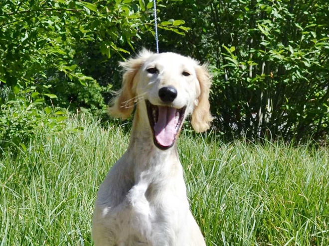 Saluki puppy for sale