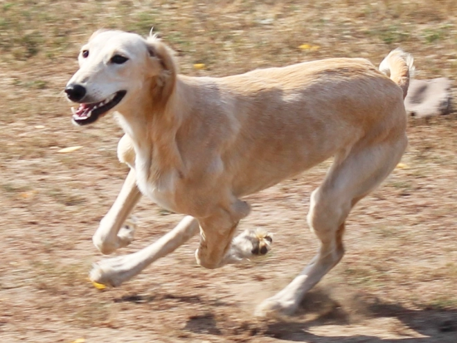 Saluki puppy for sale