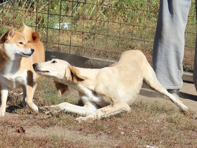 Saluki puppy for sale