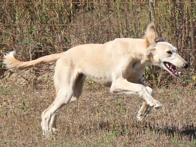 Saluki puppy for sale