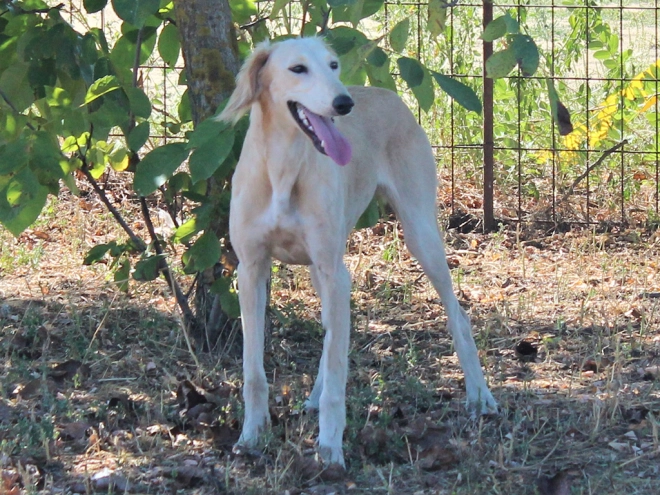 Saluki puppy for sale