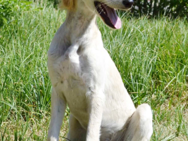 Saluki puppy for sale