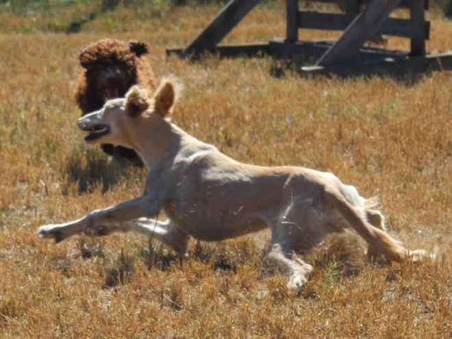 Saluki puppy for sale
