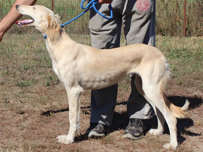 Saluki puppy for sale