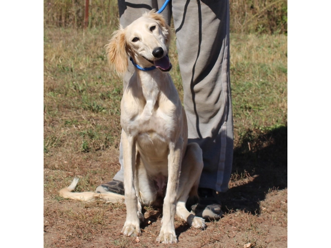 Saluki puppy for sale