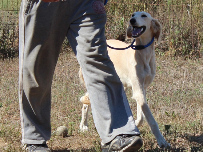 Saluki puppy for sale