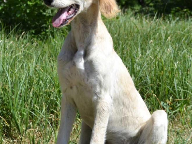 Saluki puppy for sale