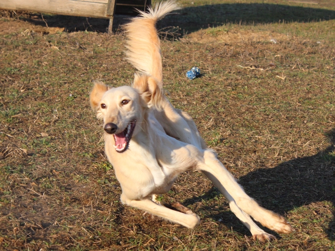 Saluki puppy for sale