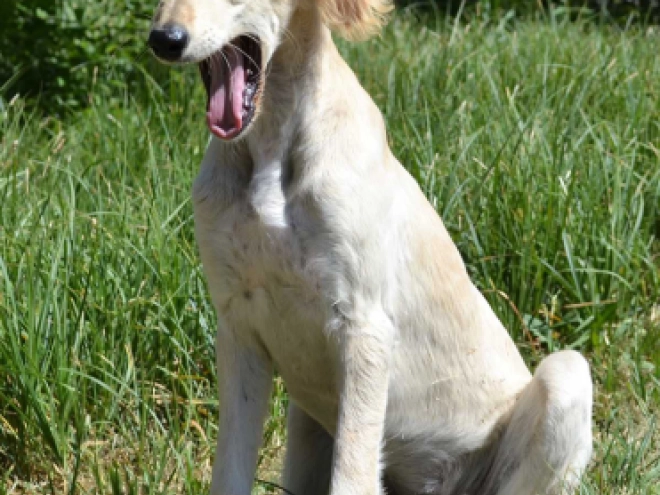 Saluki puppy for sale