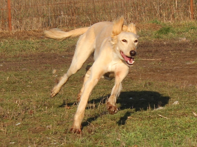 Saluki puppy for sale