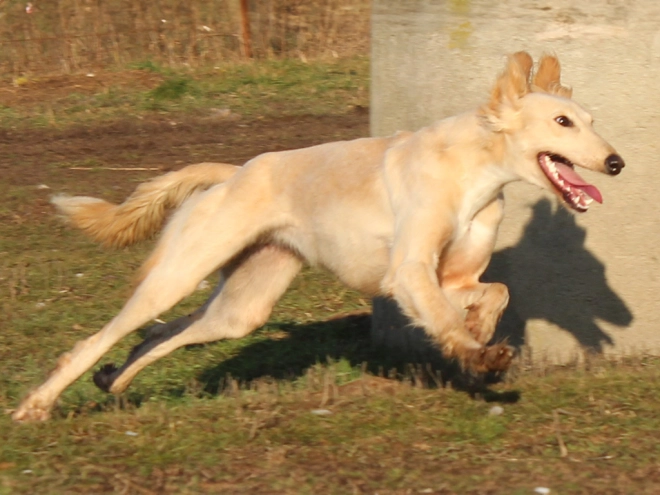 Saluki puppy for sale