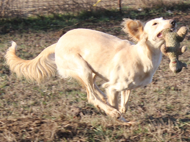 Saluki puppy for sale