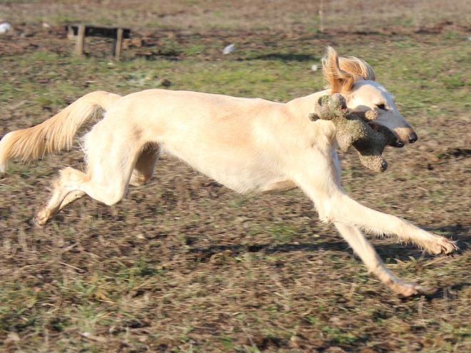 Saluki puppy for sale