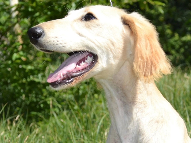 Saluki puppy for sale
