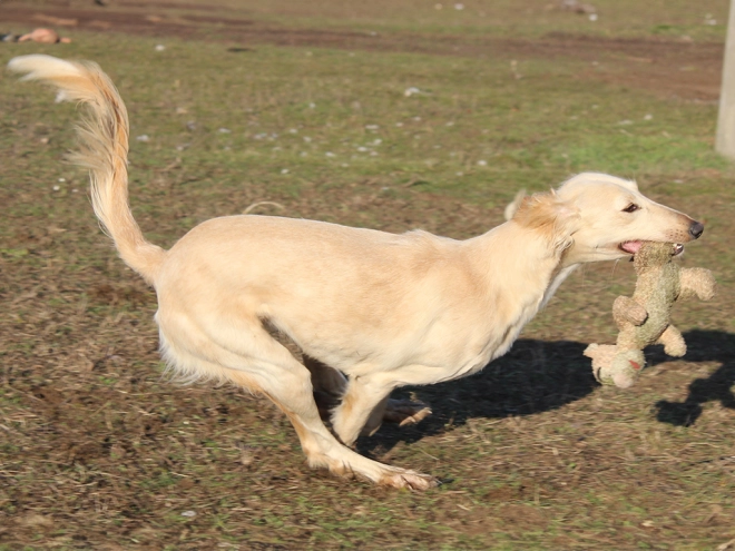 Saluki puppy for sale