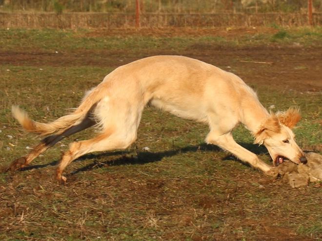 Saluki puppy for sale