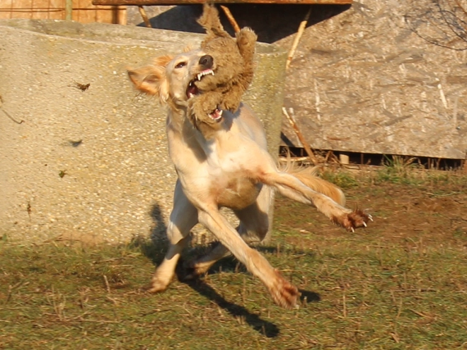 Saluki puppy for sale