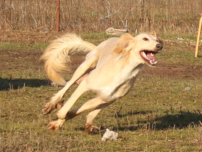 Saluki puppy for sale