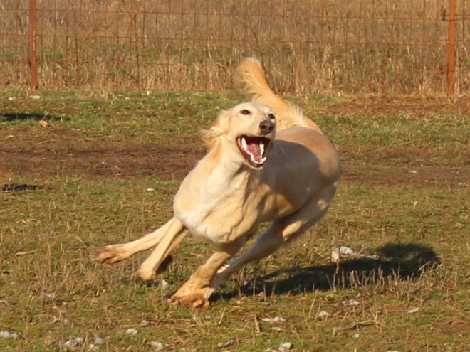 Saluki puppy for sale