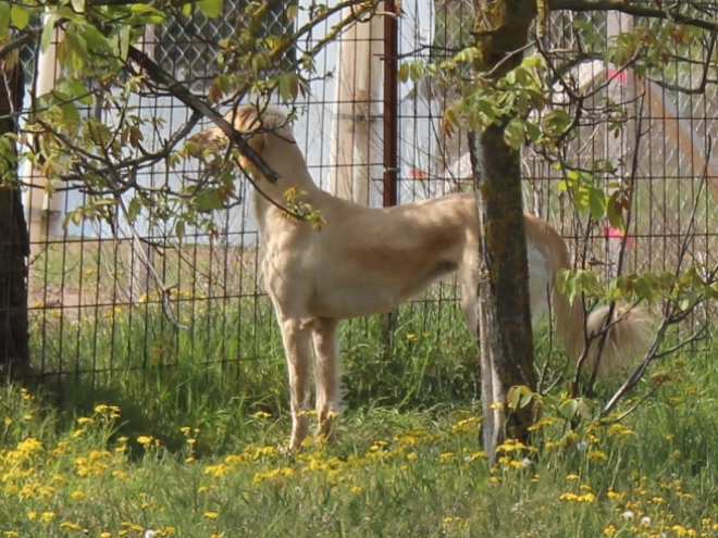 Saluki puppy for sale