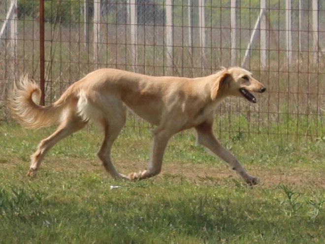 Saluki puppy for sale