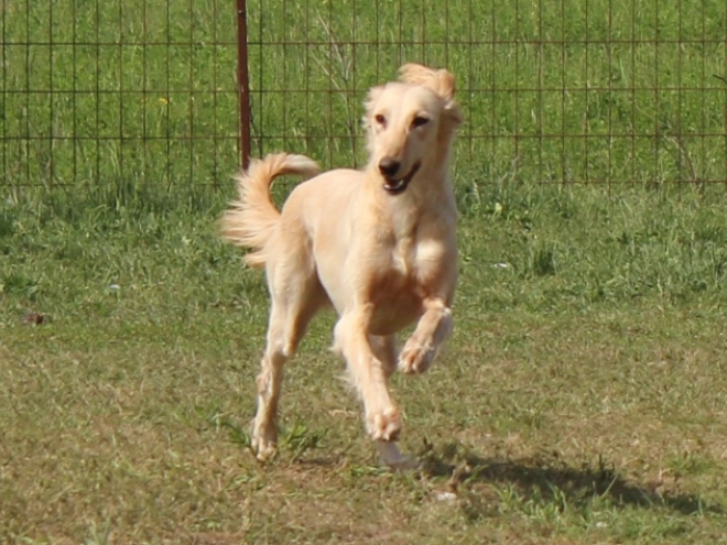 Saluki puppy for sale