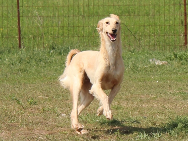 Saluki puppy for sale