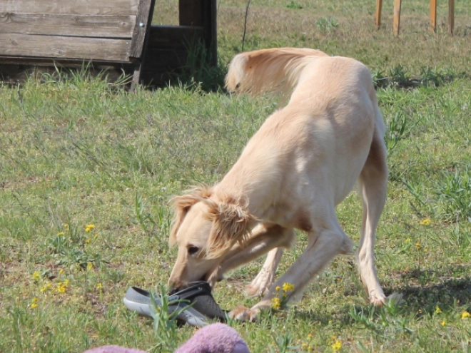 Saluki puppy for sale