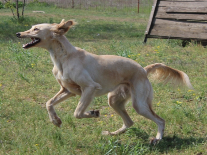 Saluki puppy for sale