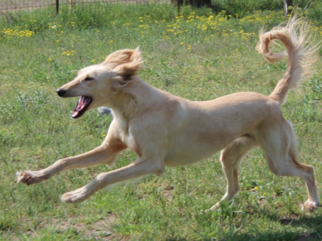 Saluki puppy for sale