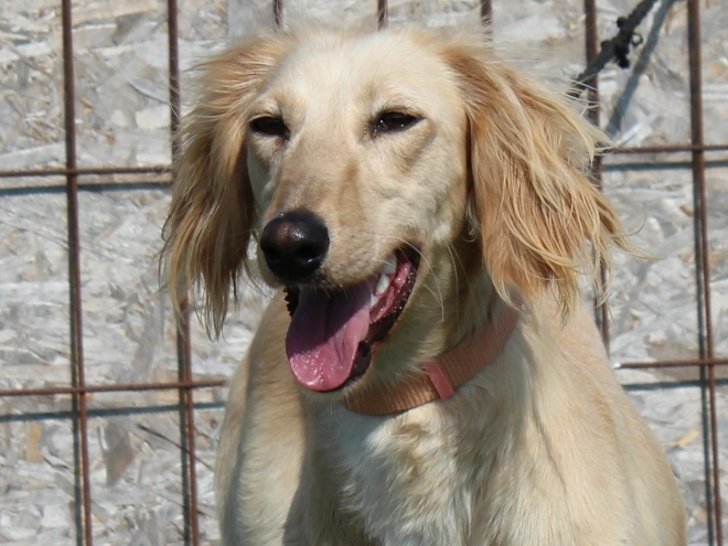 Saluki puppy for sale