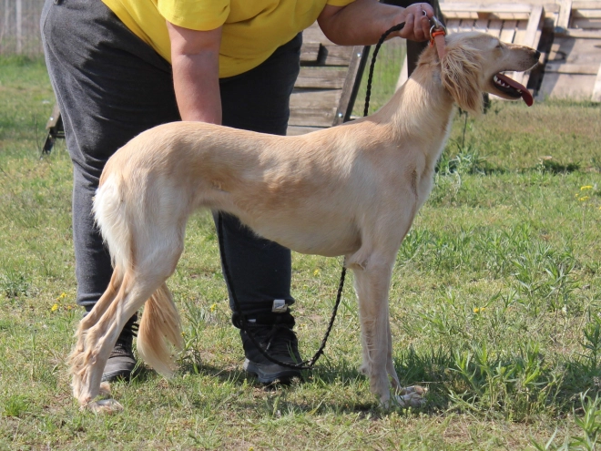 Saluki puppy for sale