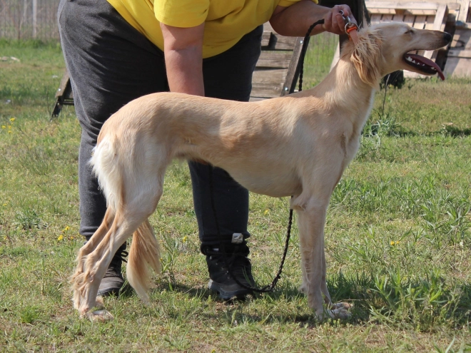 Saluki puppy for sale